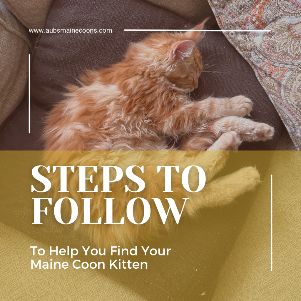 Orange Maine Coon kitten sleeping on a pillow with the words "steps to follow to help you find your Maine Coon Kitten."