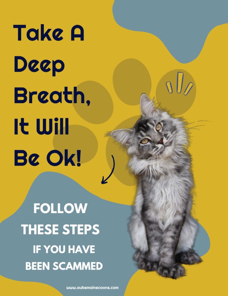 Grey male maine coon cat looking with his head tilted. Text say's to "take a deep breath, it will be ok."