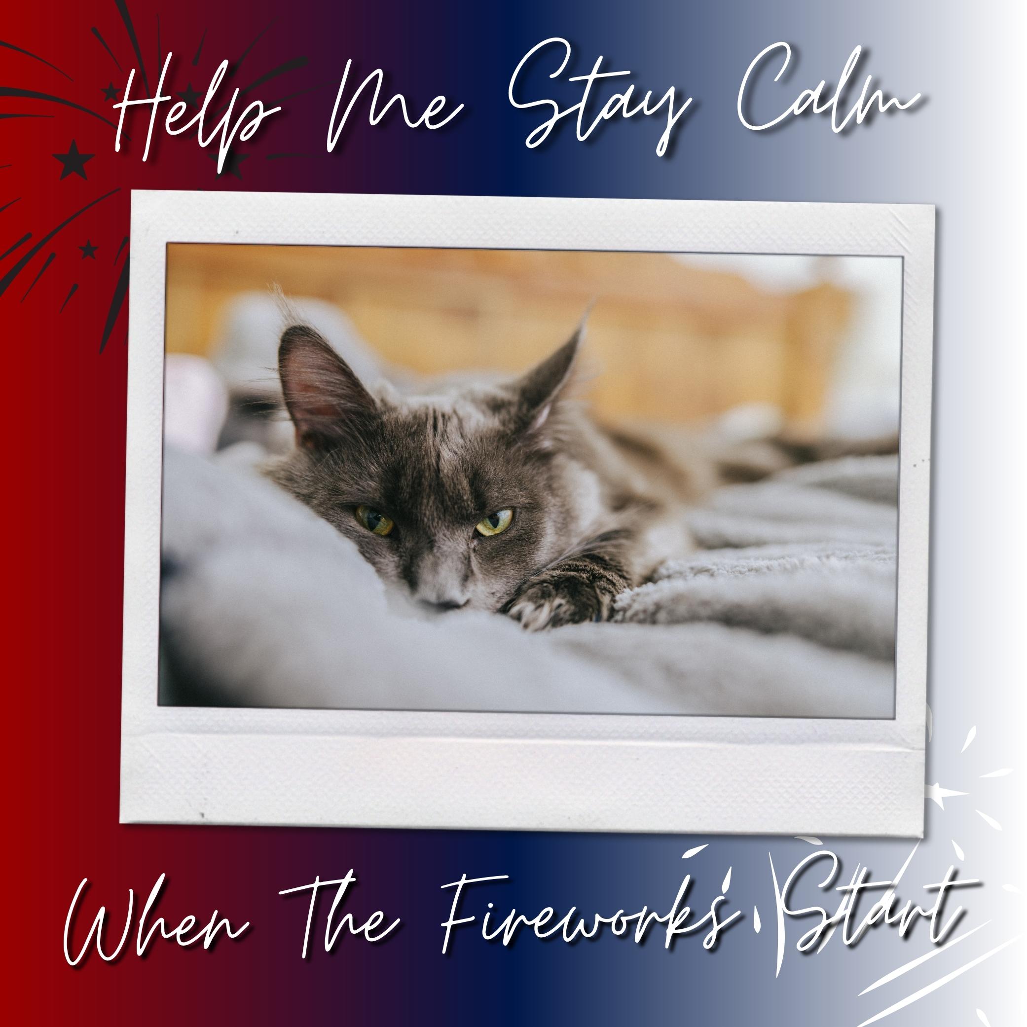 Blue Maine Coon Laying On A Blanket Scared Of Fireworks