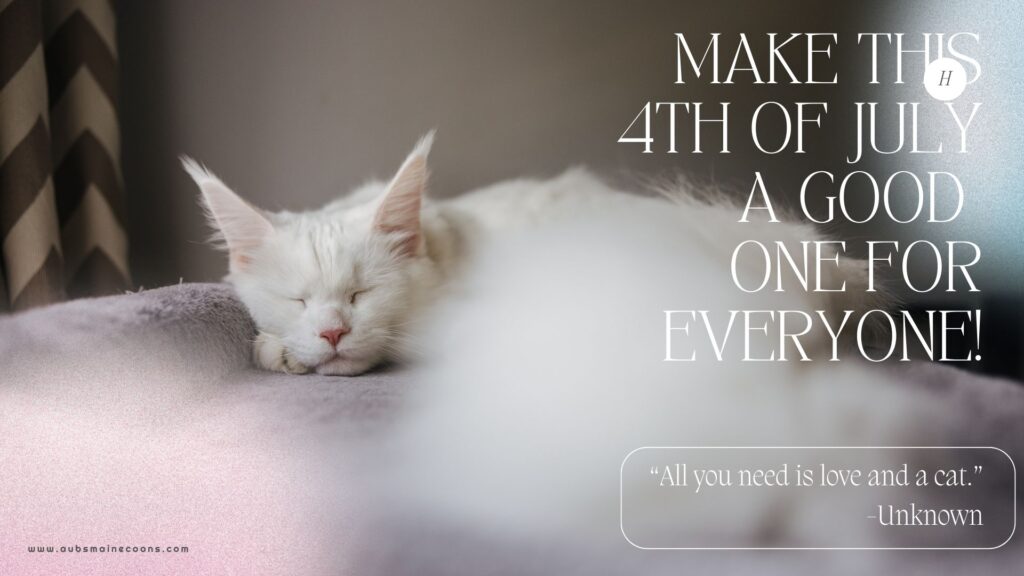 White Maine Coon Sleeping During Fireworks On 4th Of July