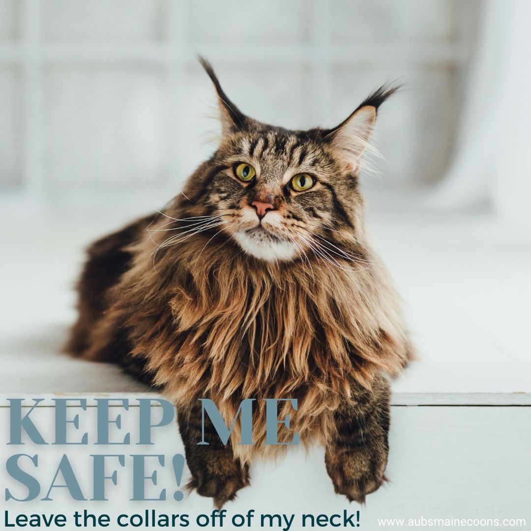 The Danger’s Of Cat Collar’s & Why You Shouldn’t Use Them – Aubs Maine ...