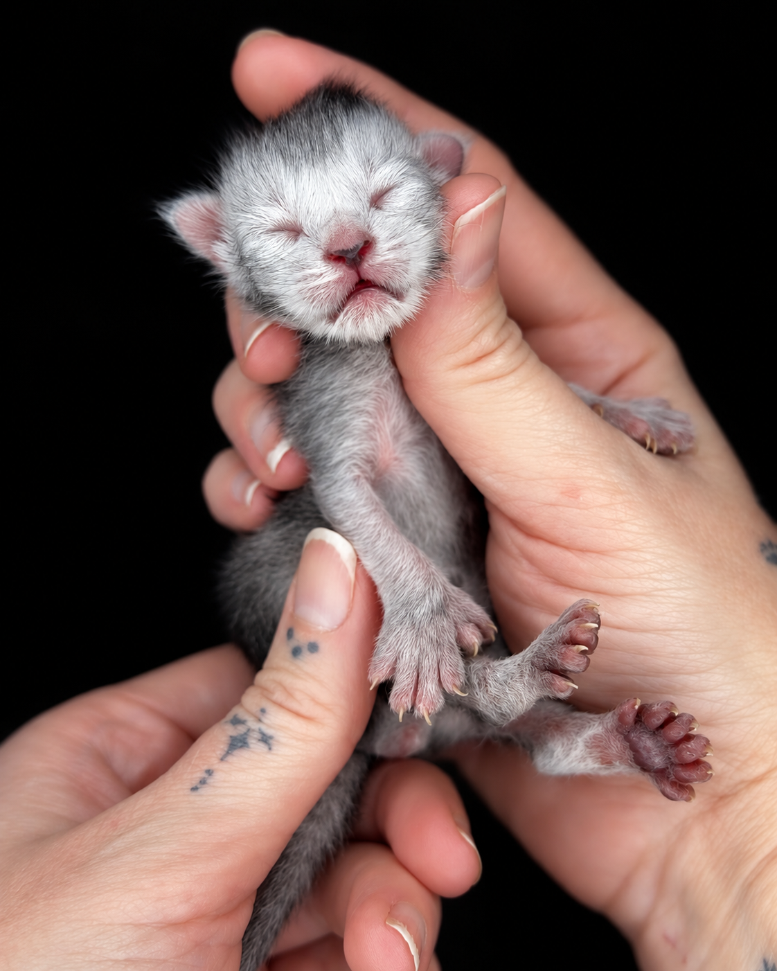 Newborn Maine Coon kitten