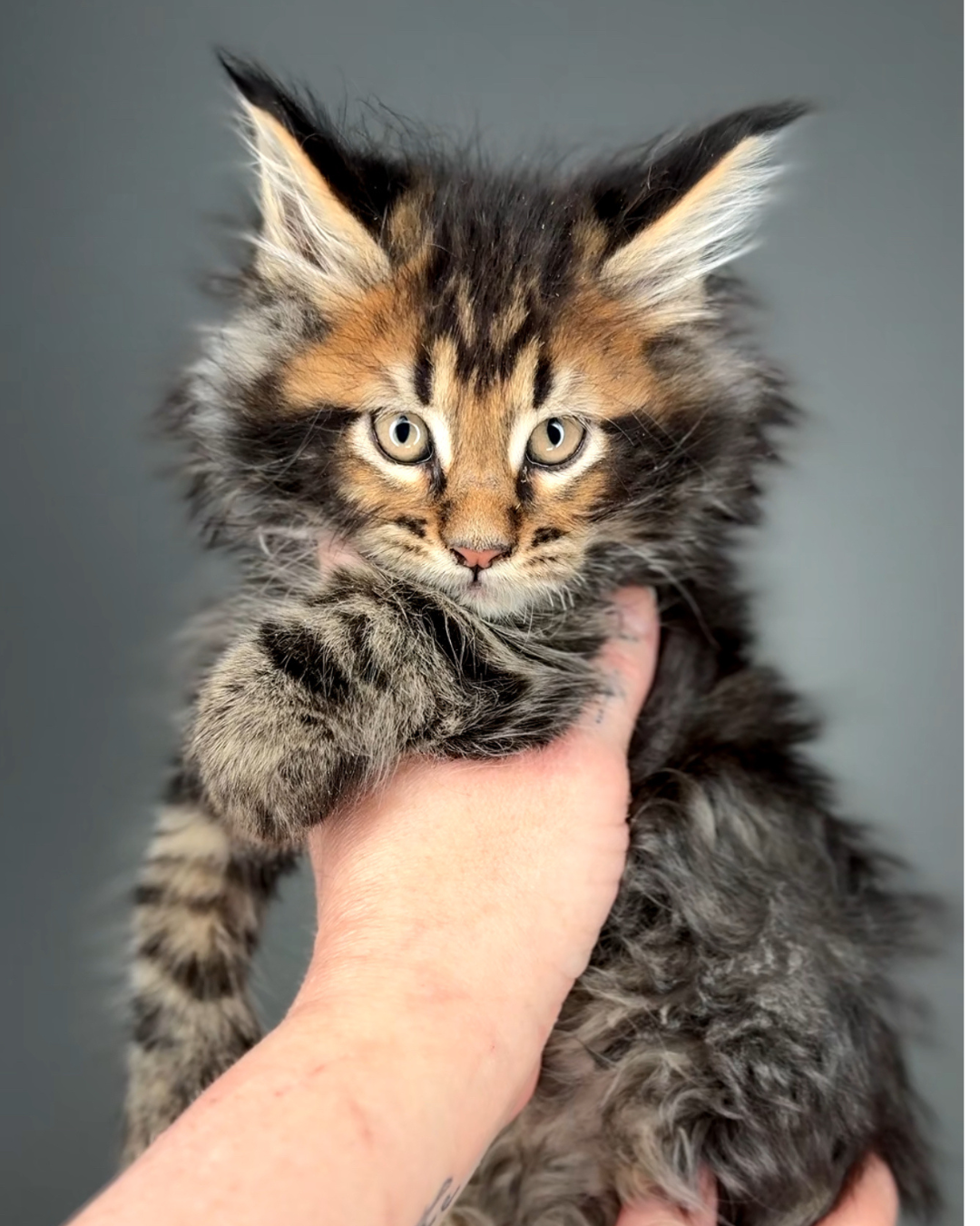 Behind the scenes at Aub's Maine Coons