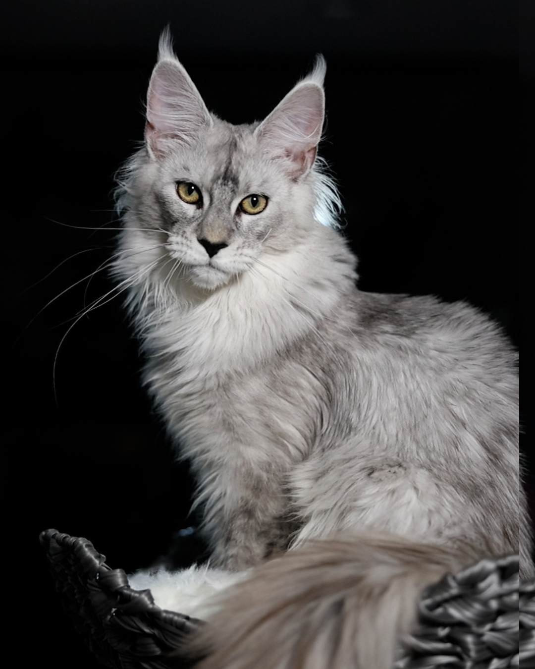 Growing Maine Coon kitten